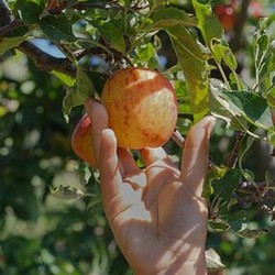 Cueillette des fruits.jpg